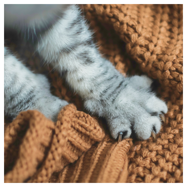 A cat’s paw is kneading a soft blanket.