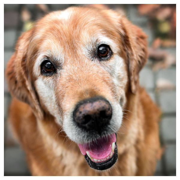 old dog watching the camara