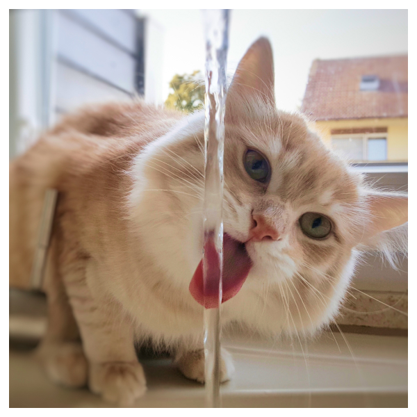 cat drinking water