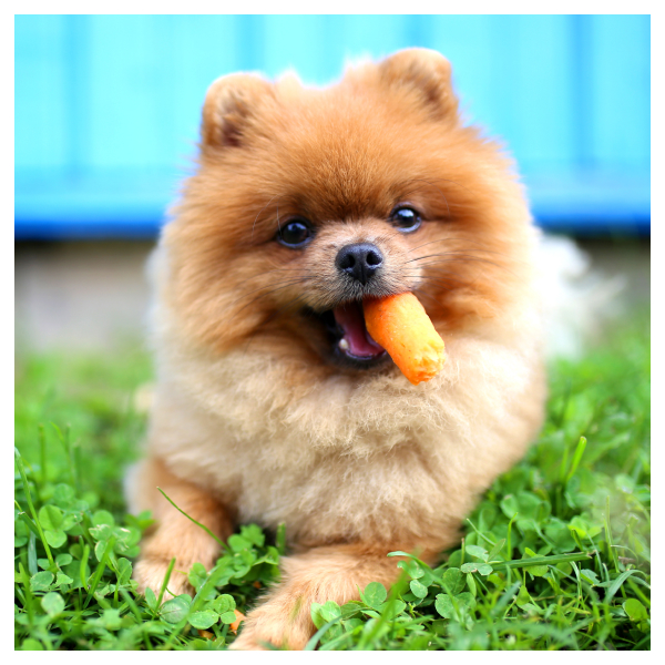 dog eating a carrot