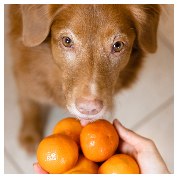 dog eating a orange